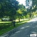 Tree blocking East Hamilton Street traffic