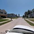Dogs running off leash through neighborhood yards