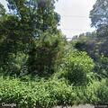 Tree limb blocks lane on Simpson Lane