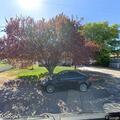 Fall patient reported at Box Elder County address