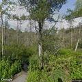 Tree blocking roadway on Whaley Hollow Road