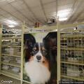 False fire alarm at PetSmart in Countryside