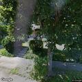 Complaint about unleashed dog at Puritan Road home