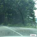 Tree reported on power lines near Richmond Mountain Road