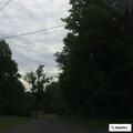 Loose dog with harness reported on Prospect Street