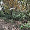 Person fainting at Nashotah Park