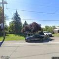 Deer attacked by dogs in fenced yard