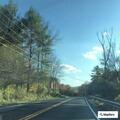 Turkey struck by vehicle on Route 103 near Chester