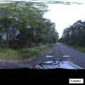 Loose dog causing traffic hazard on Mere Point Road