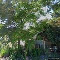 Trespass reported at two residential addresses