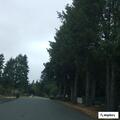 Wanted person arrested on Spanaway Loop Road