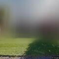 Loose police dog reported on Terrace Lane