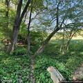 Person with elbow injury rescued from park woods