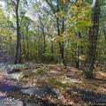 Dirt bike and quad riding in state forest area