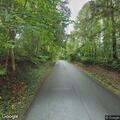 Loose dog walking in middle of roadway