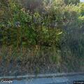 Large oak tree blocking road near highway on-ramp
