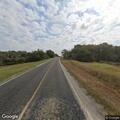 Loose cattle reported on FM 466 roadway
