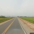 Dog loose in pasture with cattle near Evans Street