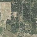 Stray cattle reported eating crops on rural property