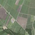 Man followed by blue car in cane field