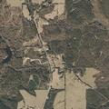 Four loose cows reported near highway 145 in Meridian
