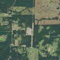 Cow near highway ditch on FM 1997