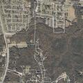Tree hazard reported on Cleveland Road