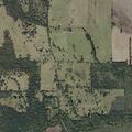 Large fallen tree blocking Lamar County roadway
