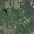 Loose cattle reported near Milfay Road