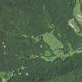 Multiple trees blocking Gladys Fork Road area