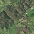 Dogs reported chasing cattle near Little Chuckey Road