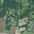 Deputy asked to check cattle eating beans in field