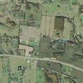 Loose cattle blocking roadway on Oakdale Road
