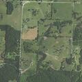 Large pig blocking roadway on Highway 39