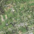 Loose livestock on Hillman Highway
