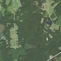 81-year-old woman bleeding from dog scratch
