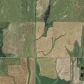 Calf loose on roadway near Northeast 60th Avenue