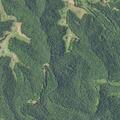 Man found unconscious 40 feet up in tree
