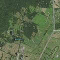 Tree on power lines causing electrical hazard