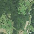 Report of cows damaging crops and field