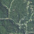 58-year-old woman allergic to bee stings in Hemlock