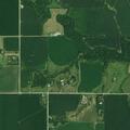 Injured deer in cornfield after vehicle strike