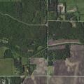 Loose hogs near roadway by residence