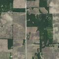 Loose pig reported in field near residence