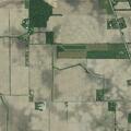 Kids driving through soybean and cornfield