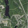 Loose dogs reported on Rolling Ridge road