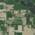Loose cows reported on Linden Road in Lakeville