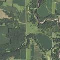 Loose cattle reported near Dixon Timbers area