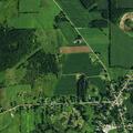 Cows reported in roadway on Maple Ave