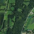 Loose dog in roadway near Route 19 address